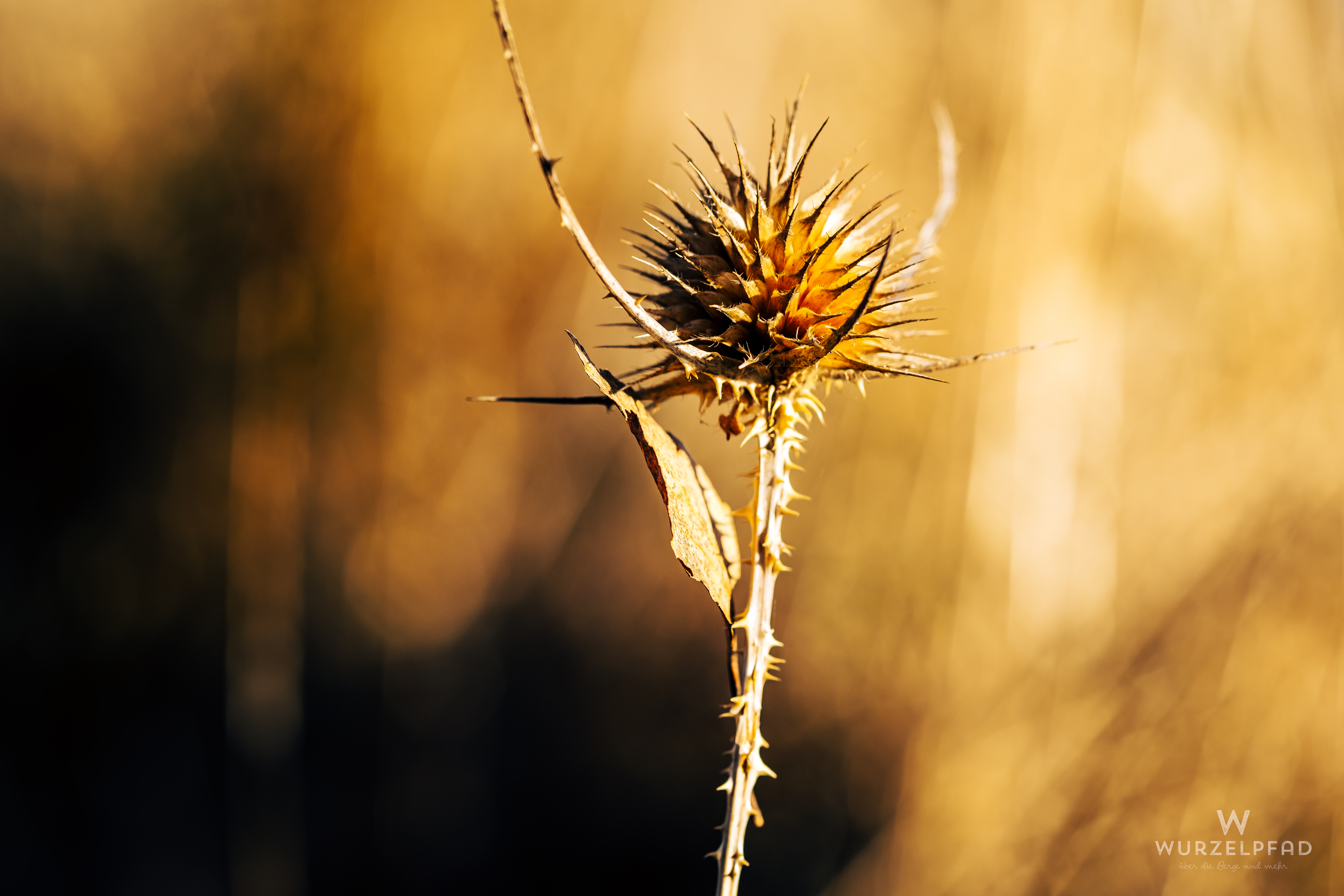 Verblühte stachelige Blume